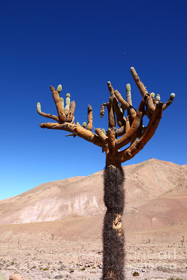 Candelabro Cactus in the Atacama Desert Photograph by James Brunker
