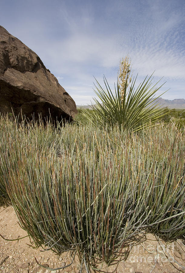 Candelilla In The Chihuahuan Desert Photograph by Greg Dimijian