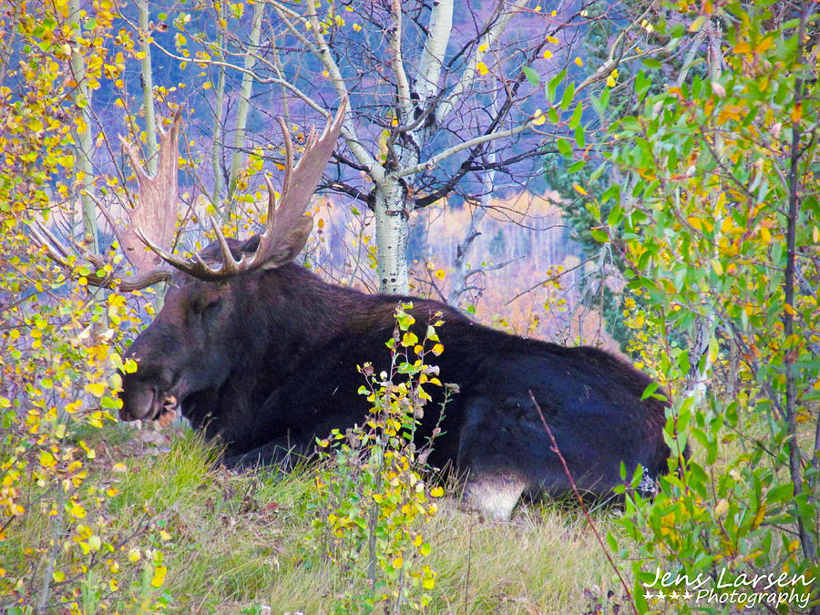 Candidly Relaxed Male Moose Photograph by Jens Larsen