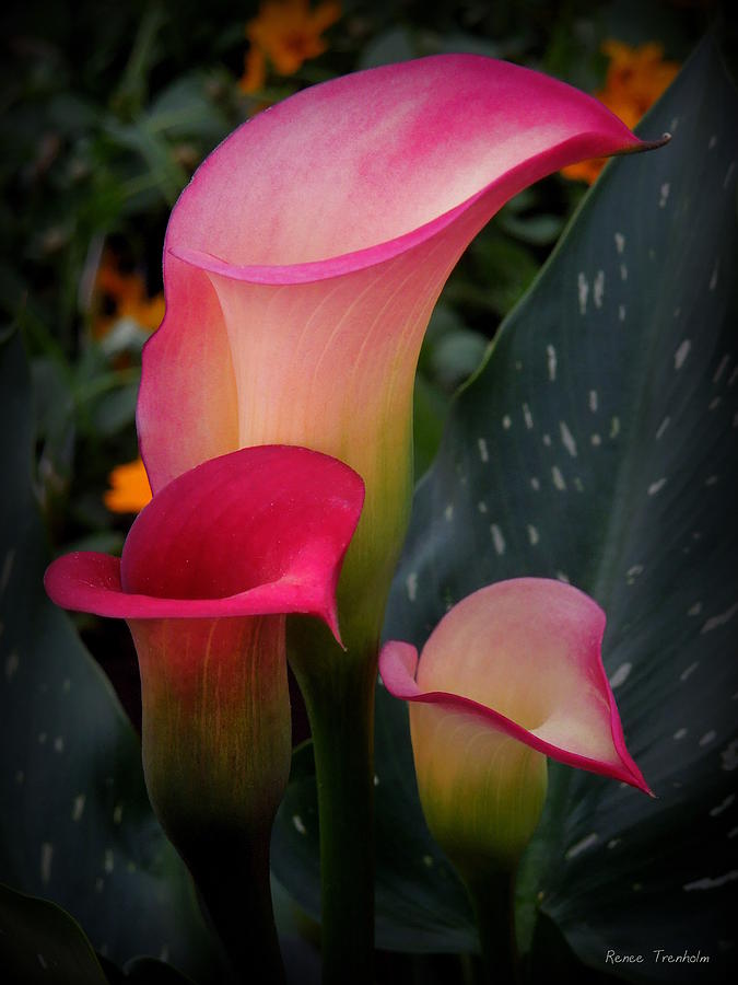 Candle Light Photograph by Renee Trenholm - Fine Art America