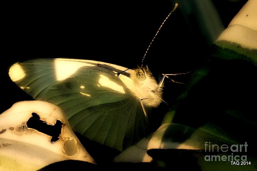 Candle On Wings Photograph by Tami Quigley