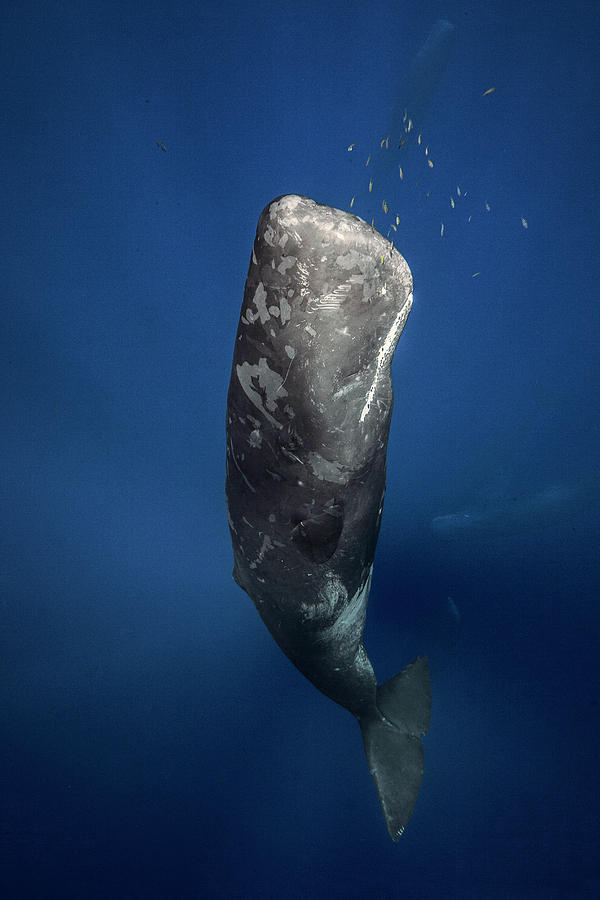 Wildlife Photograph - Candle Sperm Whale by Barathieu Gabriel