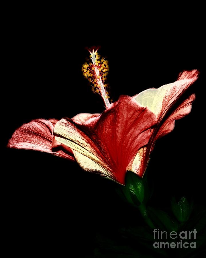 Candlelight Hibiscus Flower Photograph by Sharon Woerner