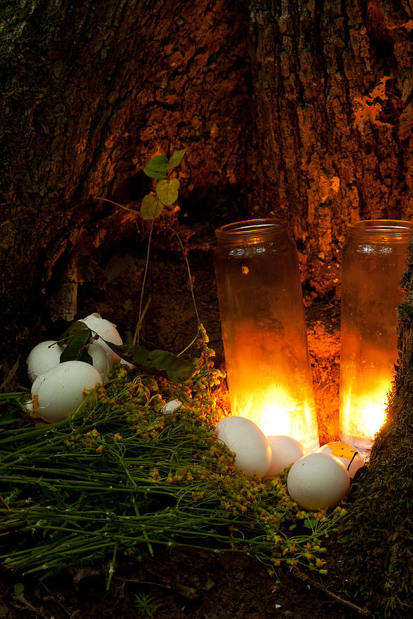 Candles Eggs And Ragwort Discovered At The Base Of A Tree Beside A Small Sinkhole Photograph by Daniel Reed