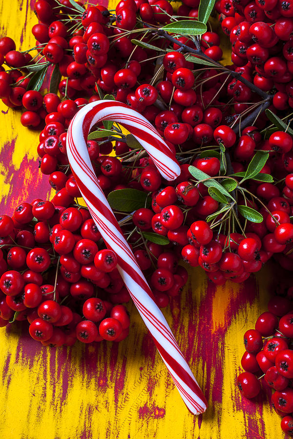 Christmas Photograph - Candy cane and berries by Garry Gay