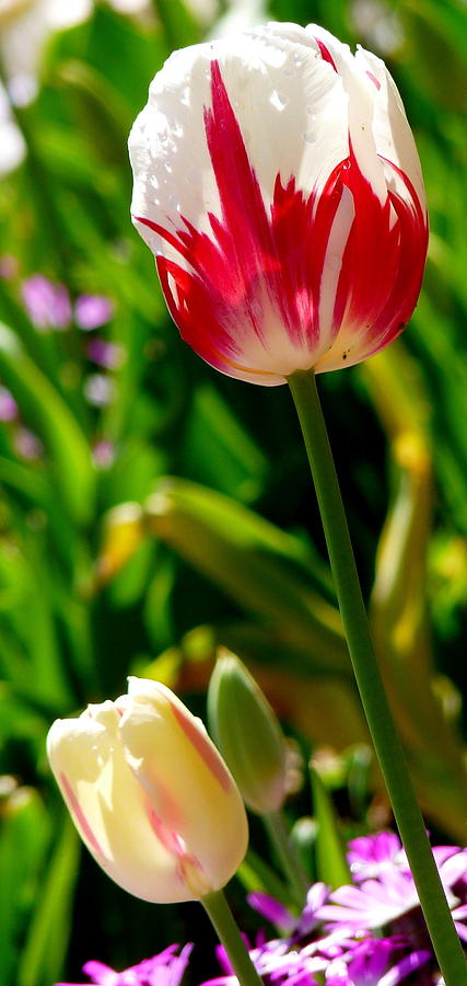 Candy Cane Tulip Photograph by Jeff Lowe