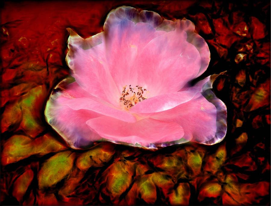 Candy Pink Rose Digital Art by Lilia S