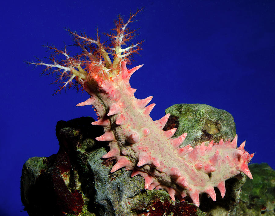 Candy Sea Cucumber Photograph by Science Photo Library Candy Sea Cucumber Photograph by Science Photo Library