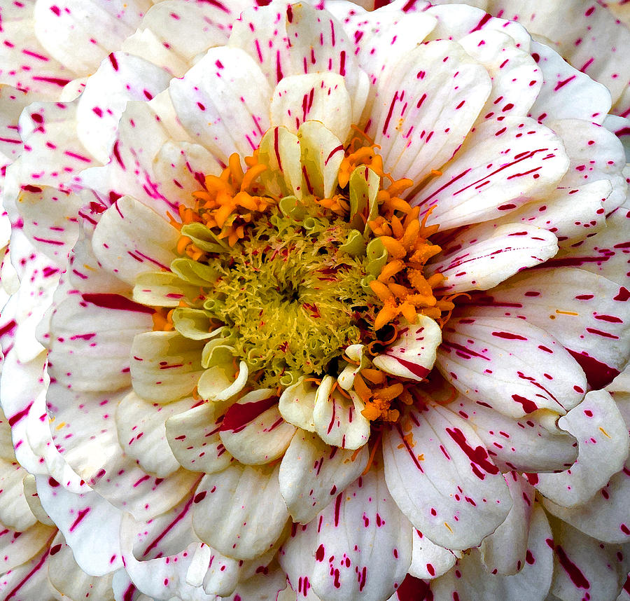 Candy Stripe Magenta Mum Chrysanthemum Photograph
