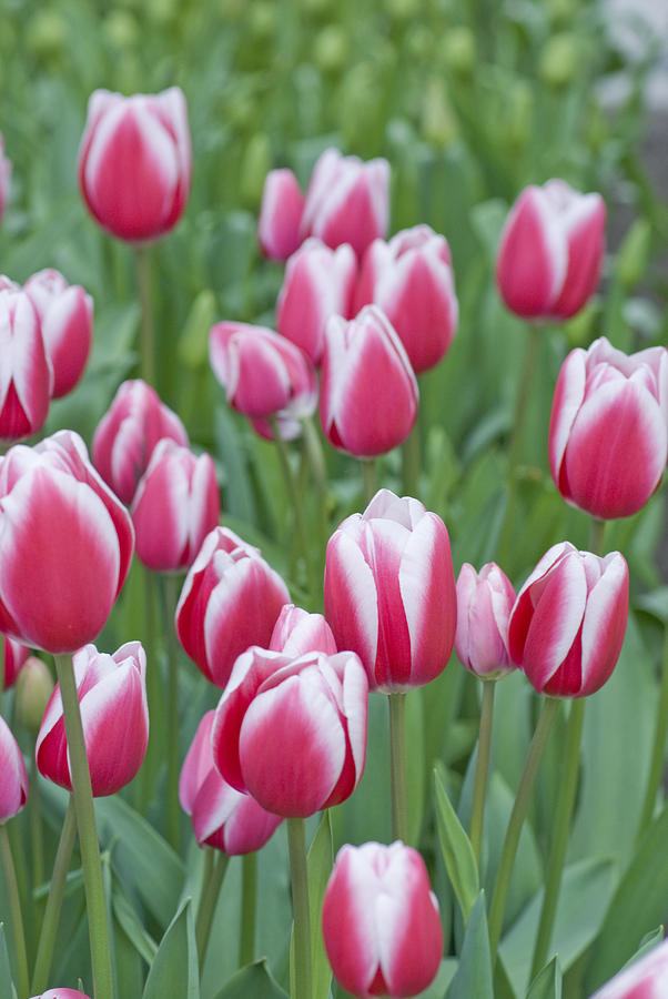Flower Photograph - Candy Stripe Tulips by Juli Scalzi