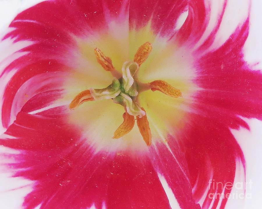 Spring Photograph - Candycane Tulip by Scott Cameron