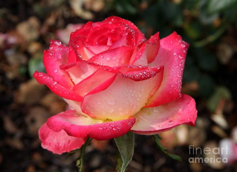 Summer Photograph - Candyrose With Dew by Christiane Schulze Art And Photography