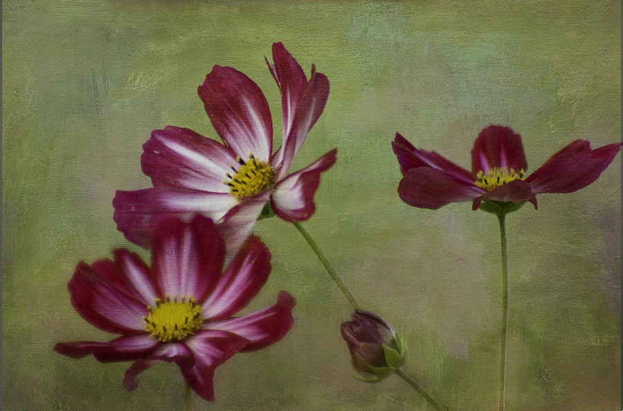 Candystripe Cosmos Photograph by Kristal Kraft