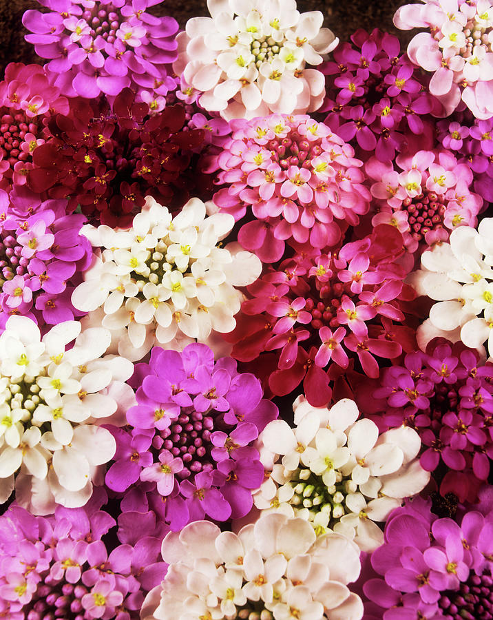 Candytuft (iberis Sp. fairy Mixture) Photograph by Ray Lacey/science Photo Library