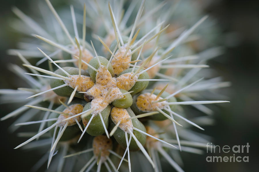Cane Cholla Cactus Spines Photograph by John Shaw