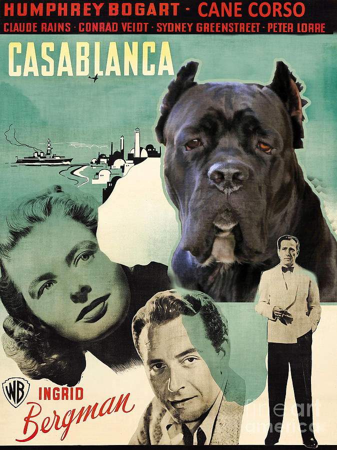 Cane Corso Art Canvas Print - Casablanca Movie Poster Painting by Sandra Sij