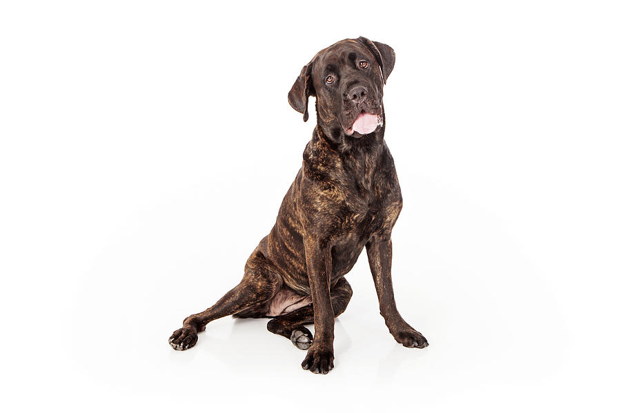 Dog Photograph - Cane Corso Dog Sitting to Side by Good Focused