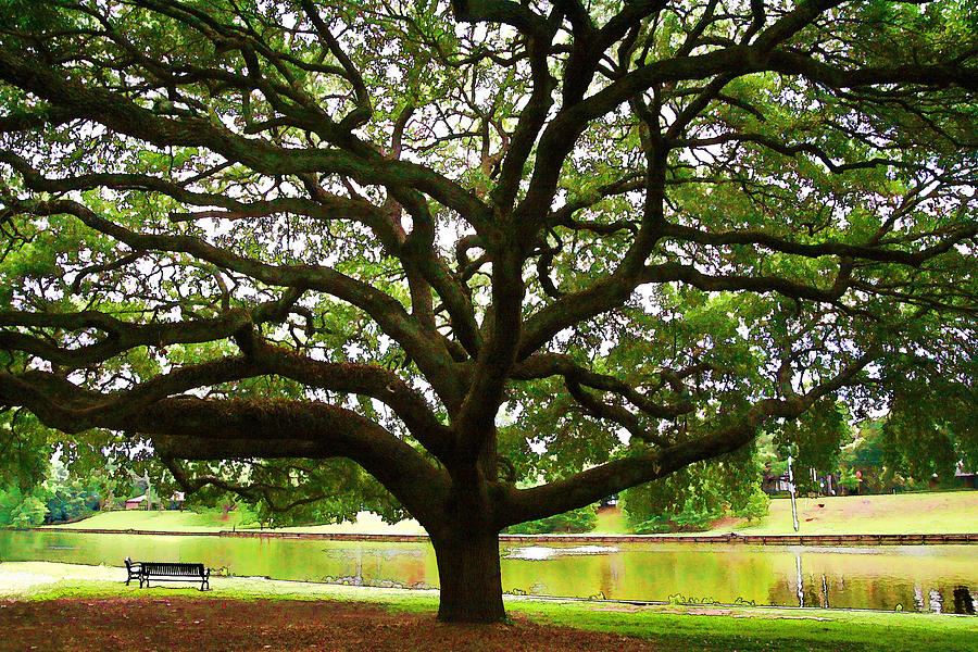 Tree Photograph - Cane River Oak by Audreen Gieger
