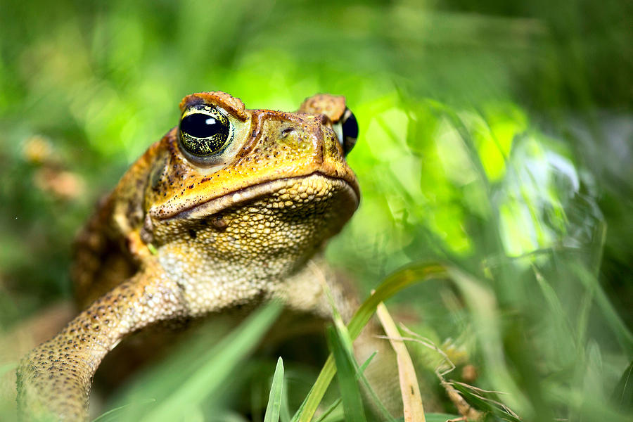 Jungle Photograph - Cane toad by Dirk Ercken