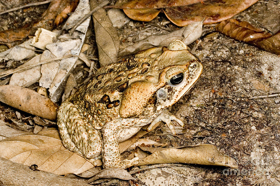 Cane Toad Photograph by Gregory G. Dimijian, M.D.