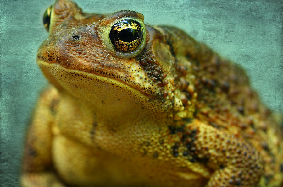 Toad Photograph - Cane Toad by Michael Eingle