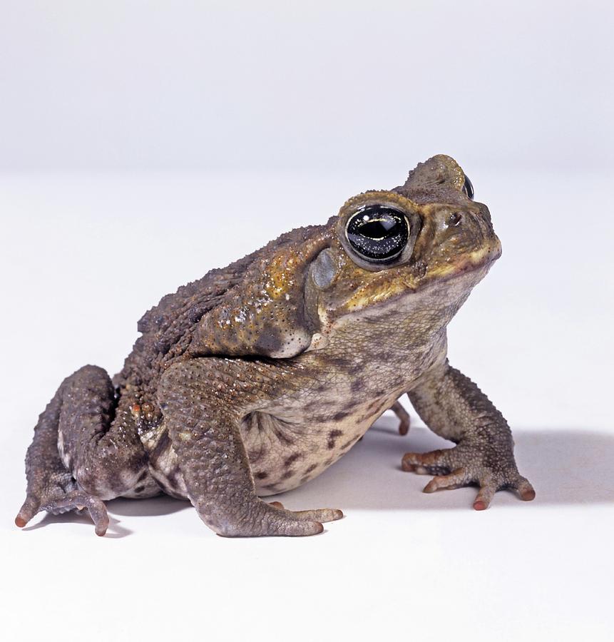 Cane Toad Photograph by Natural History Museum, London/science Photo ...