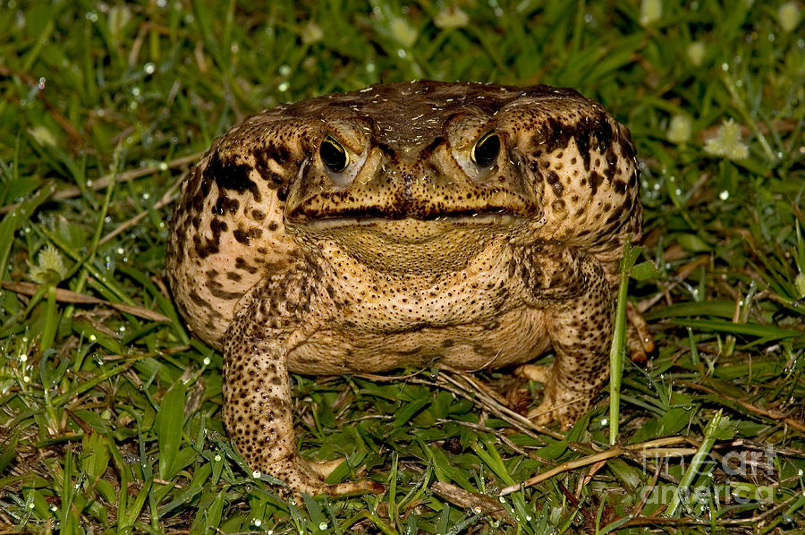 Cane Toad, Pantanal, Brazil Photograph by Gregory G. Dimijian, M.D ...