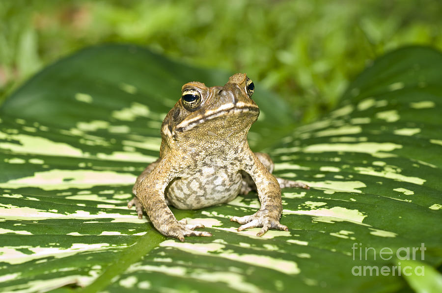 Cane Toad Photograph by William H Mullins