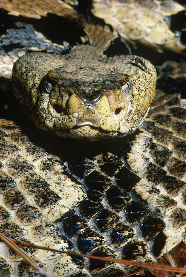 Canebrake Rattlesnake Photograph by Jeffrey Lepore