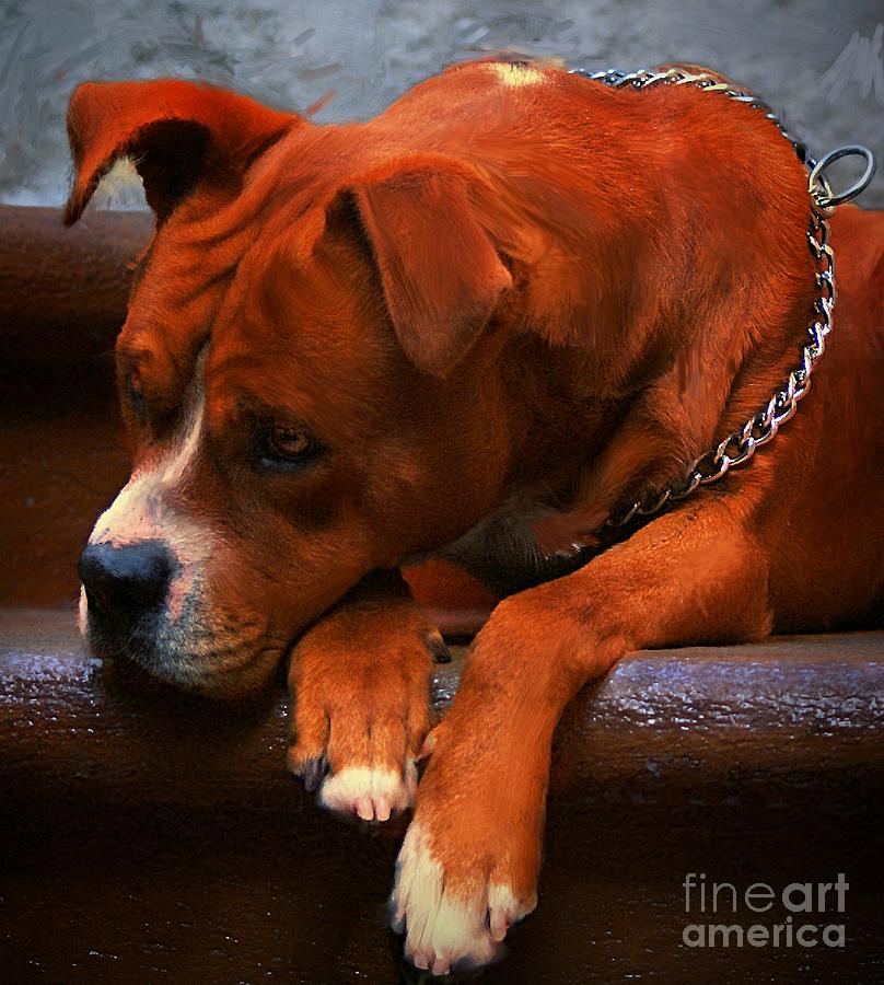 Canelo On The Stairs Photograph by John  Kolenberg