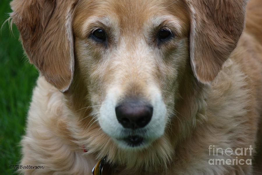 Canine Close Up Photograph by Veronica Batterson