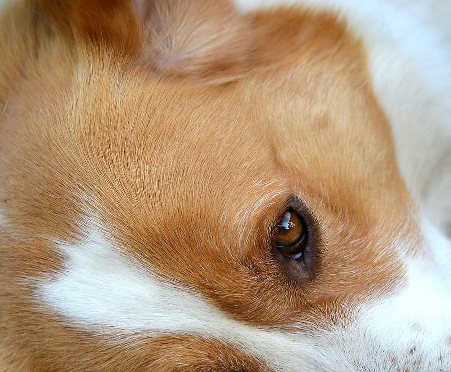 Canine Eye Photograph by Deena Stoddard
