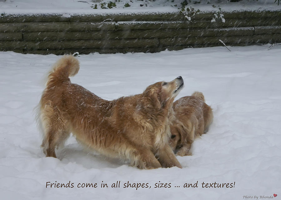 Canine Friends Photograph by Rhonda McDougall