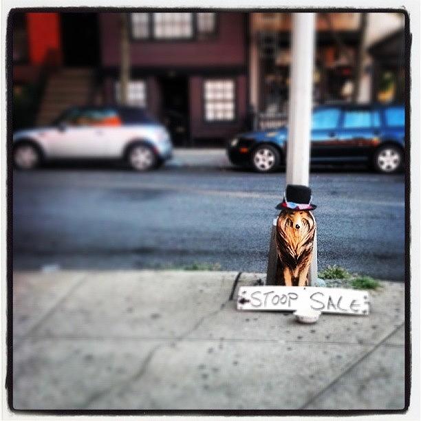 Brooklyn Photograph - Canine Marketing by Terry Lynn Lecompte