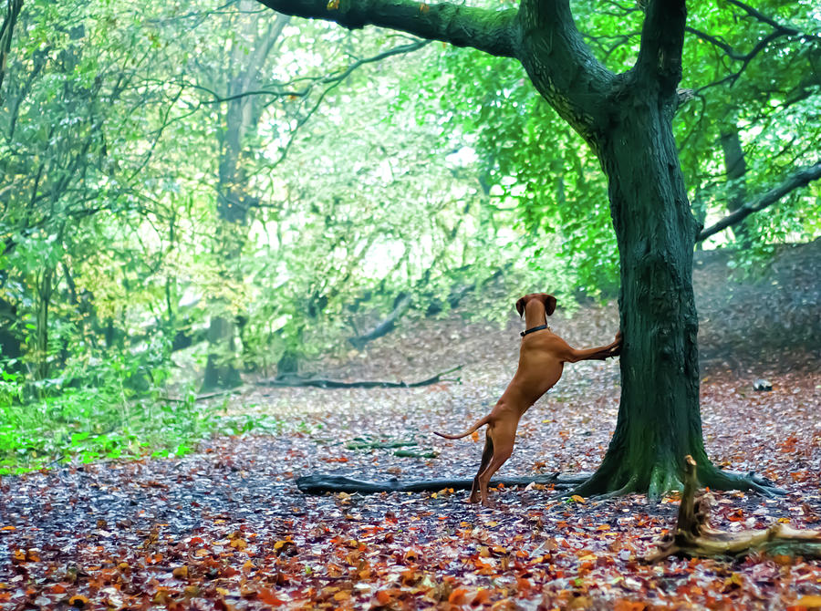Canine Treeing Photograph by Darren Boucher