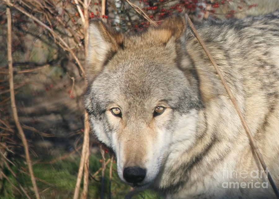 Canis Lupus  Photograph by Neal Eslinger