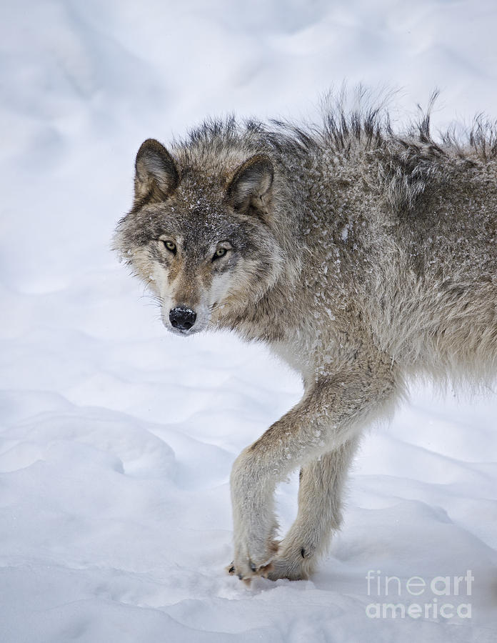 Canis lupus.. Photograph by Nina Stavlund