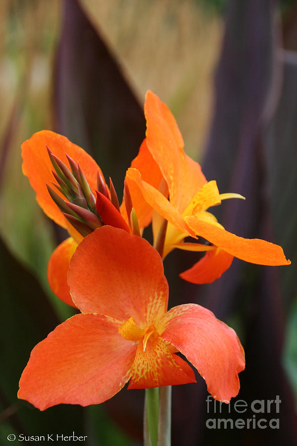 Canna Can Do Photograph by Susan Herber