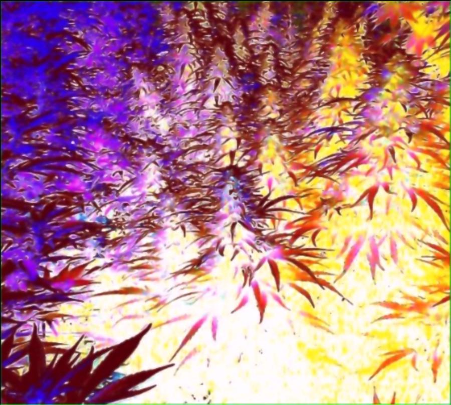 Marijuana Buds Photograph - Canna Dusk 1 by David Munoz