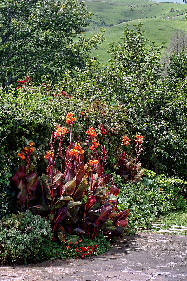Flower Photograph - Canna Flowers on Pathway by Linda Phelps
