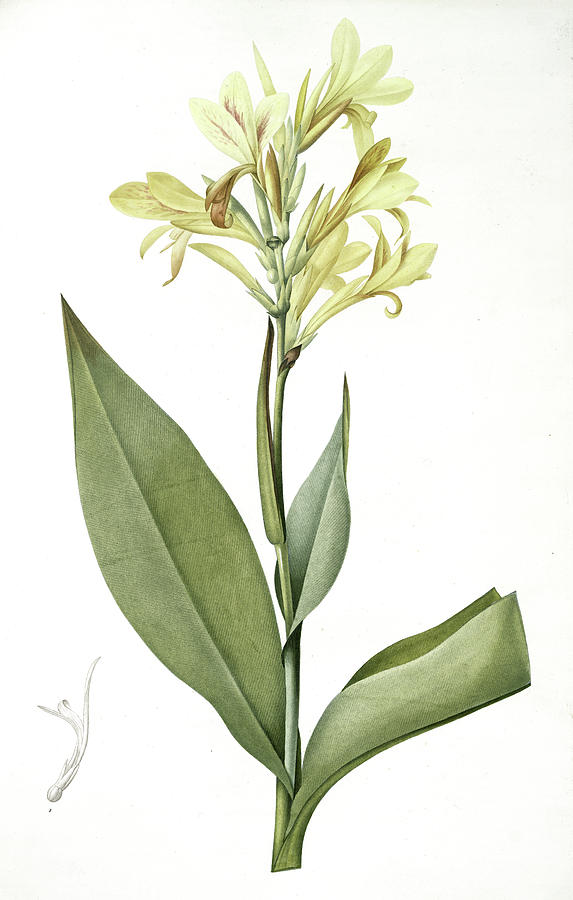 Flower Drawing - Canna Glauca, Balisier Glauque, Maraca Amarilla Louisianna by Artokoloro