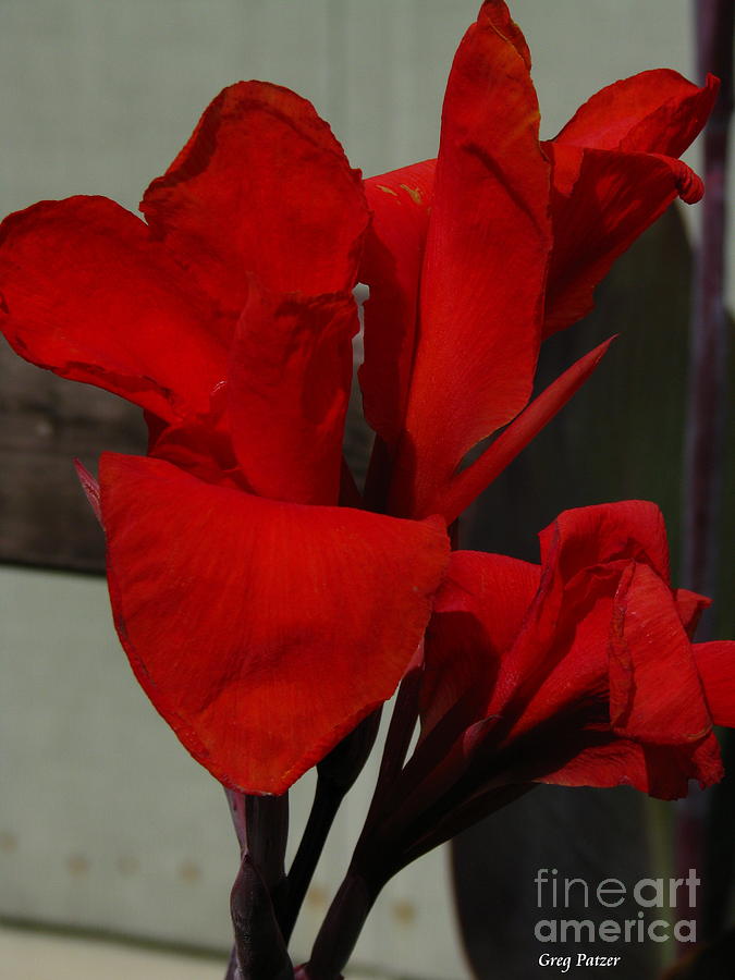 Canna Photograph by Greg Patzer Canna Photograph by Greg Patzer