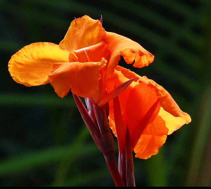 Canna In Sunlight Photograph by Margaret Saheed