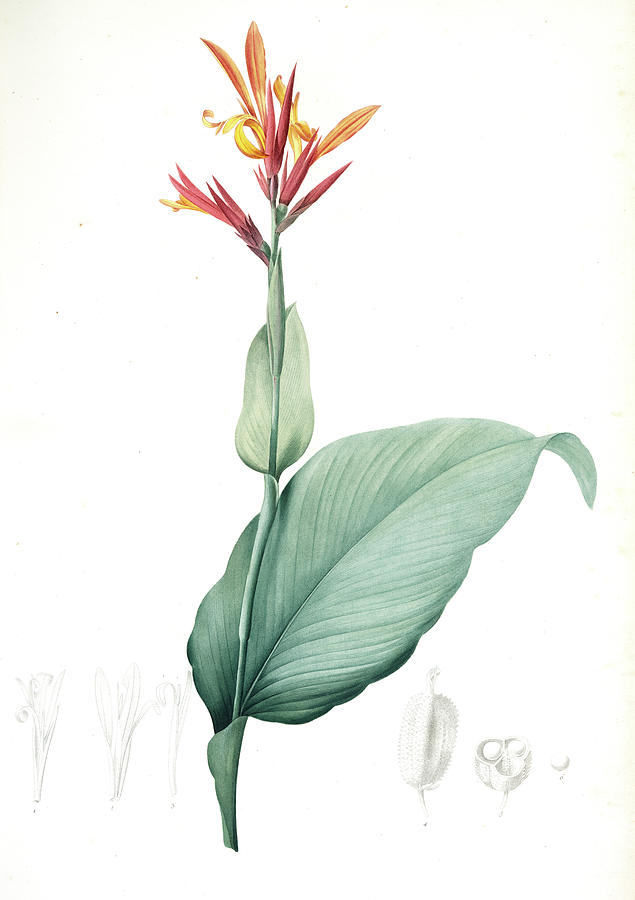 Flower Drawing - Canna Indica, Baslisier Der Indes Indian Shot, Achira by Artokoloro