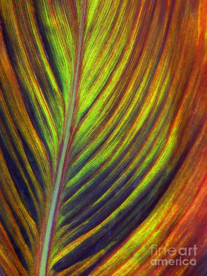 Canna Leaf Photograph by Living Color Photography Lorraine Lynch
