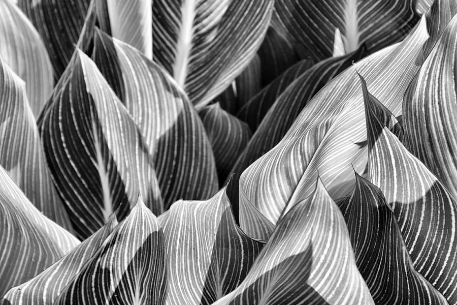 Canna Lilies in Monochrome Photograph by Jason Politte