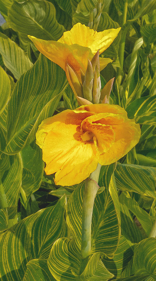 Canna Lily Artified Photograph by David Coblitz