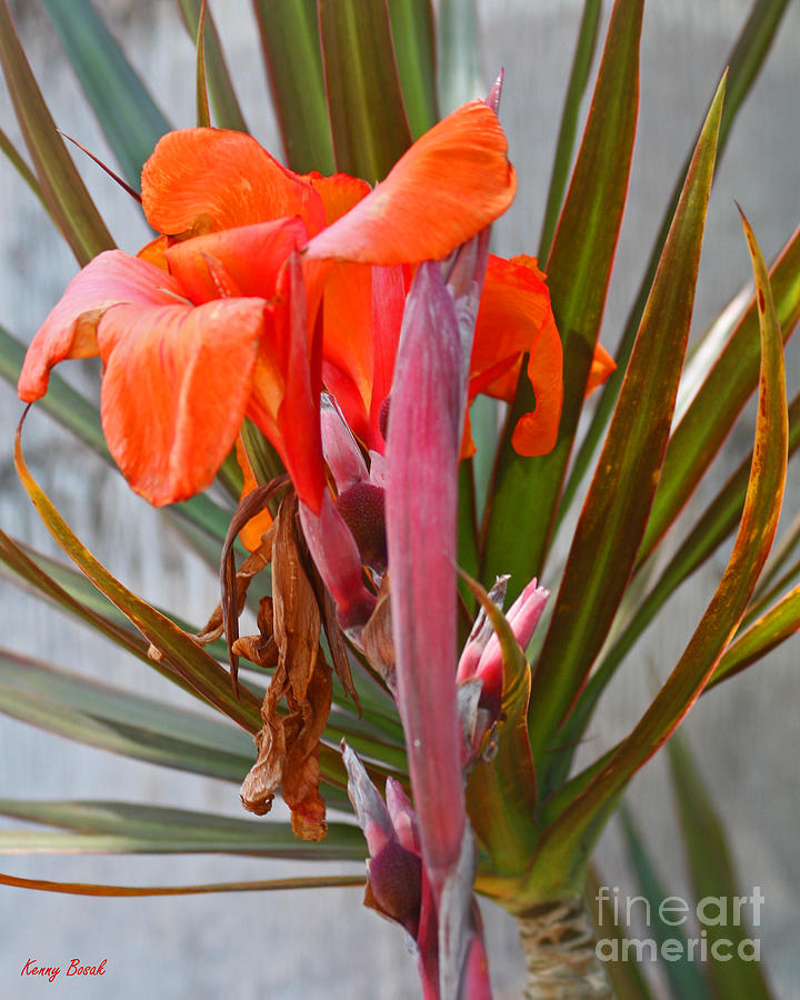 Nature Photograph - Orange Canna Lily - Birth  Maturity and Death by Kenny Bosak