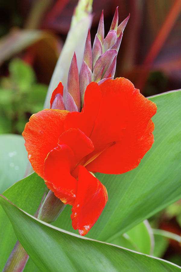Nature Photograph - Canna Lily (canna president) by Neil Joy/science Photo Library