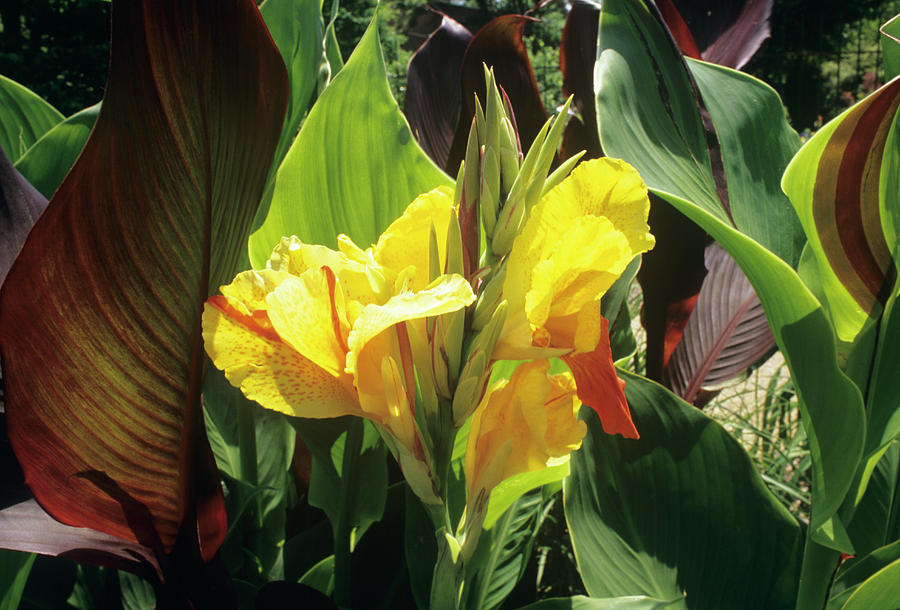 Nature Photograph - Canna Lily Flowers (canna X Generalis) by Sally Mccrae Kuyper/science Photo Library